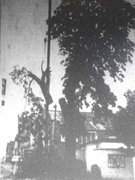 horse-chestnut-tree-being-felled-in-westgate-street-1991