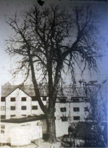 horse-chestnut-tree-in-westgate-street-1991