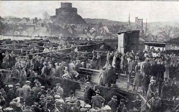 launceston-cattle-market-december-1931