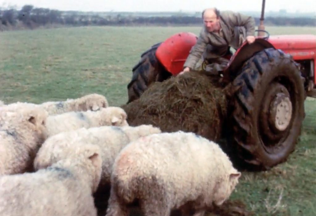 Feeding the sheep on Kempthorne's farm at St Clether 1960