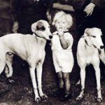 Spot and Nimble the two greyhounds presented to King George VI in 1937 seen here with their owners son Kenneth Hodge then aged 2
