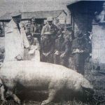 Cornwall and Devon pig breeders association spring show and sale at Launceston Livestock Market in 1958.