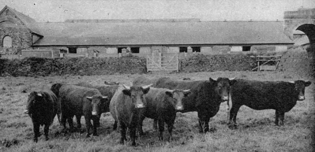Duchy Home Farm in 1953.