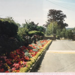 Coronation Park Flower Beds in 1990. Photo courtesy of Beryl Parish. Coronation Park Flower Beds in 1990. Photo courtesy of Beryl Parish.