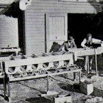 Grading apples at Launceston c.1920.