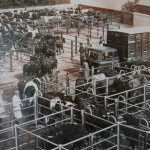 Launceston Cattle Market early 1960's. Launceston Cattle Market early 1960's.