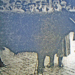 J. Climo of Penpont, Altarnun and his champion North Devon Ox at the 1925 Launceston Fatstock Show. J. Climo of Penpont, Altarnun and his champion North Devon Ox at the 1925 Launceston Fatstock Show.