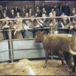 Launceston Cattle Market in the early 1980's.