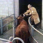 Launceston Cattle Market in the early 1980's.