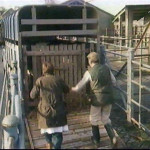 Launceston Cattle Market in the early 1980's.