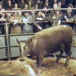 Launceston Cattle Market in the early 1980's.