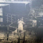Launceston Cattle Market in November 1963.
