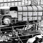 Launceston Cattle Market.
