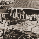Launceston Cattle Market early 1960's. Launceston Cattle Market early 1960's.