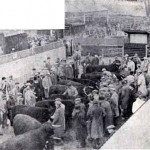Launceston Fatstock Show from 1937.