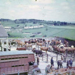 Launceston Cattle Market in 1963. Photo courtesy of Chris Gynn.