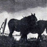Mr. A. S. Radmore ploughing at Barbaryball, Lifton in 1935.