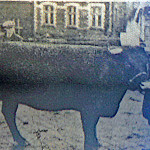 Mr. Stanbury's 1st prize winning North Devon Heifer at the 1925 Launceston Fatstock Show. Mr. Stanbury's 1st prize winning North Devon Heifer at the 1925 Launceston Fatstock Show.