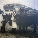 Seth Davey and Bernard Tucker with their prizewinning cattle at the 1968 Launceston Christmas Fatstock Show.