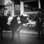 Launceston Fatstock Show prizewinner's proudly shows off their beast in Southgate Place.