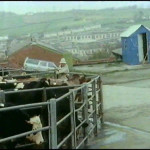 Launceston Cattle Market. Launceston Cattle Market.
