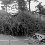Tree blown over after a bad storm in Bounsalls Lane, Launceston. Photo courtesy of Julian Astles