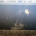 The visit of Cody's Circus in May 1957 with 'Jumbo' walking through the Southgate.