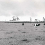 Fileds below Bulsworthy Farm which the A30 now cuts through.
