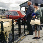 Launceston Sheep Market in the mid 1960's. Photo courtesy of Grant Sloman.