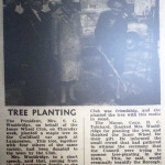 Mrs. S. G. Wooldridge planting a maple tree at the Old Sheepmarket in 1968.