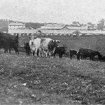 Duchy Home Farm in 1917. Duchy Home Farm in 1917.
