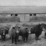 Duchy Home Farm in 1953. Duchy Home Farm in 1953.