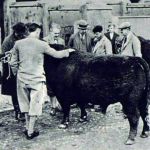 Prince Edward inspecting cattle at Home Farm, Stoke Climsland in 1933. Prince Edward inspecting cattle at Home Farm, Stoke Climsland in 1933.