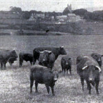 Duchy Farm, 1936 Duchy Farm, 1936