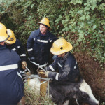 Cow Rescue, June 19th, 1993. Photo courtesy of Gary Chapman. Cow Rescue, June 19th, 1993. Photo courtesy of Gary Chapman.