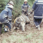 Cow Rescue, June 19th, 1993. Photo courtesy of Gary Chapman. Cow Rescue, June 19th, 1993. Photo courtesy of Gary Chapman.