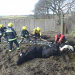 Rescue of cattle from a silage clamp, March 9th, 2010. Rescue of cattle from a silage clamp, March 9th, 2010.