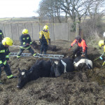 Rescue of cattle from a silage clamp, March 9th, 2010. Rescue of cattle from a silage clamp, March 9th, 2010.