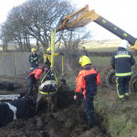 Rescue of cattle from a silage clamp, March 9th, 2010. Rescue of cattle from a silage clamp, March 9th, 2010.