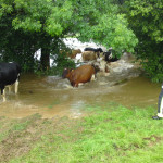 Rescuing cattle in floods July 17th, 2009. Rescuing cattle in floods July 17th, 2009.