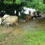 Rescuing cattle in floods July 17th, 2009. Rescuing cattle in floods July 17th, 2009.