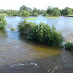 Rescuing cattle in floods July 17th, 2009. Rescuing cattle in floods July 17th, 2009.
